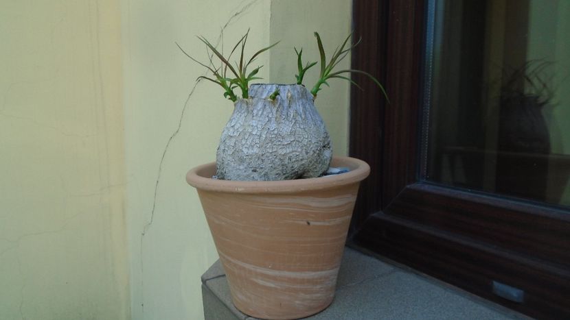 Beaucarnea recurvata, cresteri noi - Caudiciforme - pachycaule si bulboase 2020