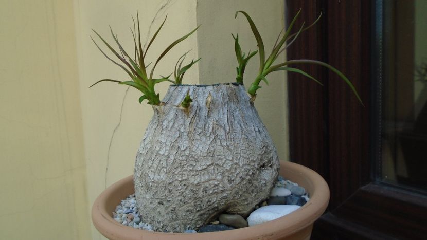 Beaucarnea recurvata - Caudiciforme - pachycaule si bulboase 2020