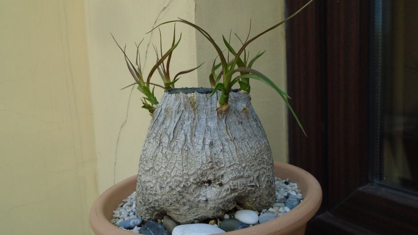 Beaucarnea recurvata - Caudiciforme - pachycaule si bulboase 2020