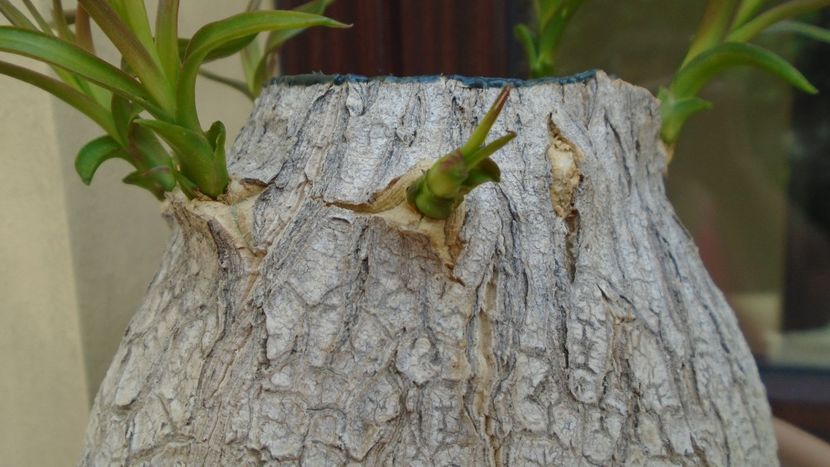 Beaucarnea recurvata - Caudiciforme - pachycaule si bulboase 2020