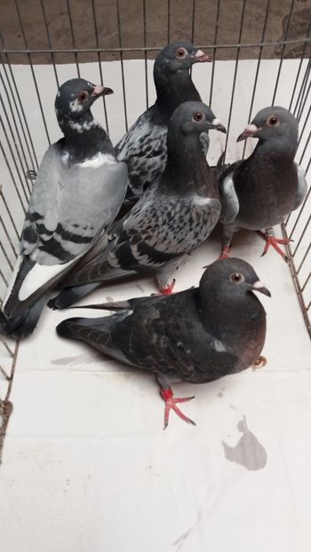  - De vanzare voiajori pui 2020