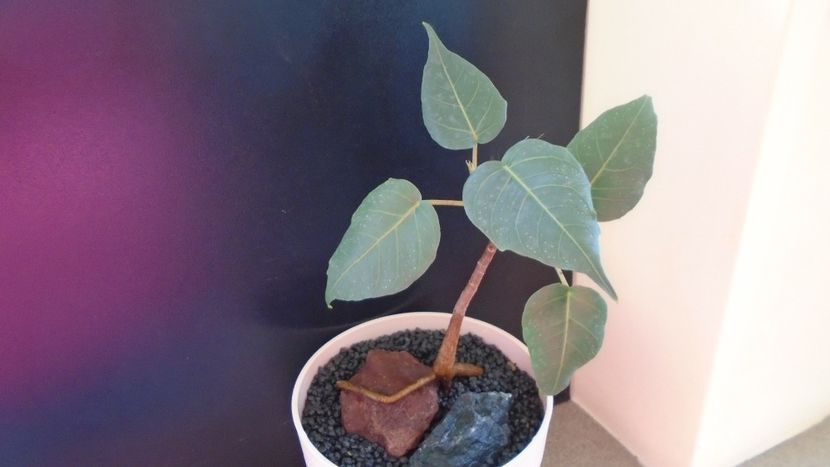 Ficus religiosa - Bonsai si prebonsai 2018-2020