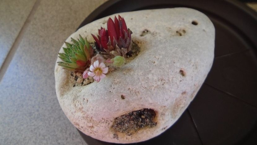 Suculente in piatra - Suculente 2020