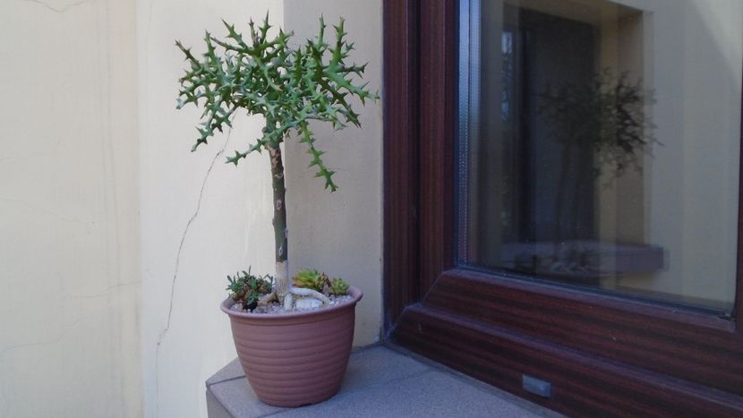 Grup de 3 suculente - Suculente 2020