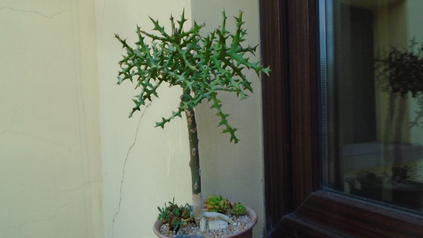 Grup de 3 suculente - Suculente 2020