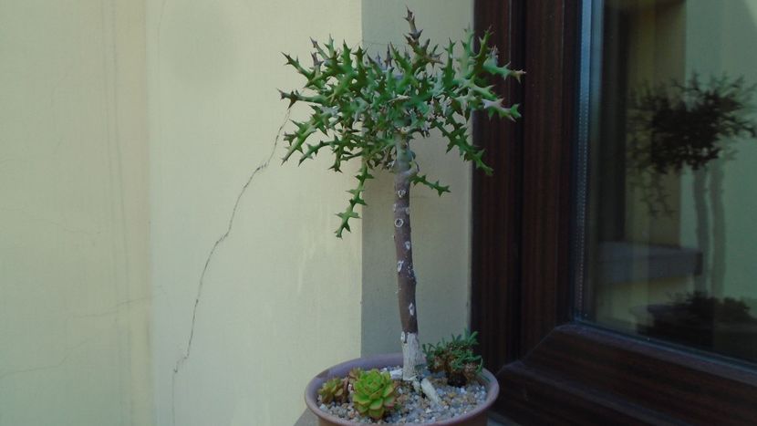 Euphorbia stenoclada - Suculente 2020