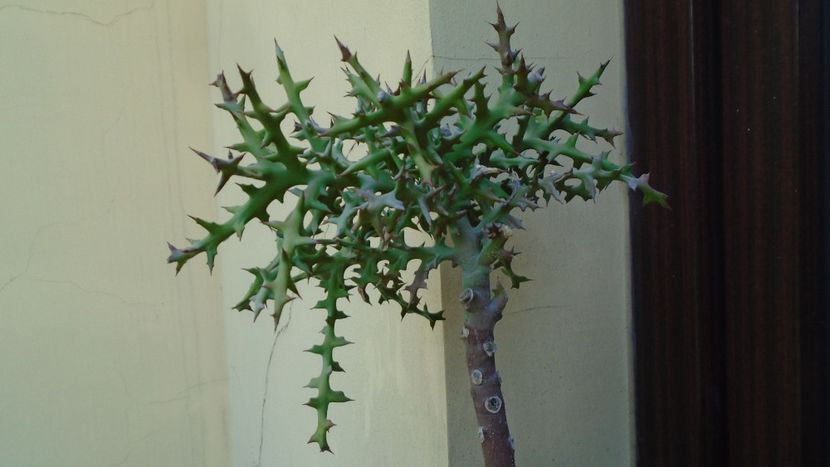 Euphorbia stenoclada - Suculente 2020