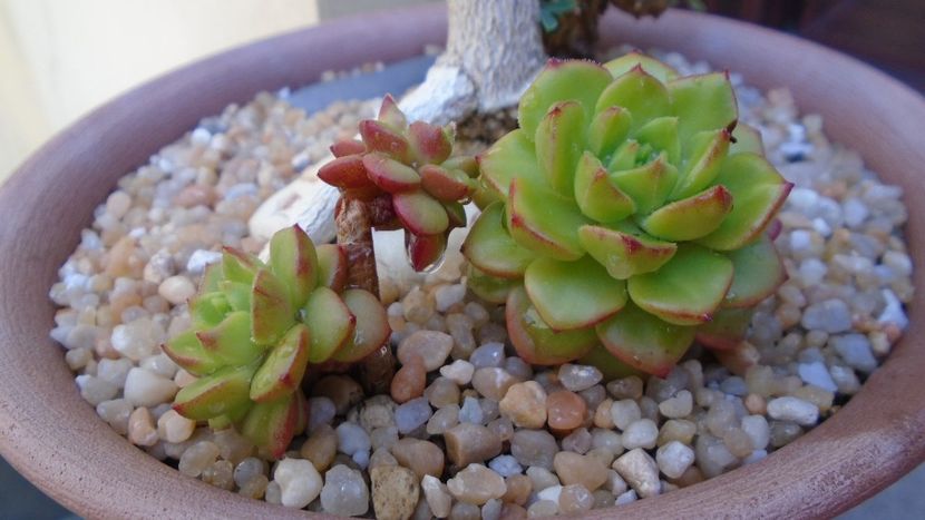 Sedeveria cv. Letizia - Suculente 2020