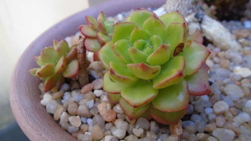 Sedeveria cv. Letizia - Suculente 2020