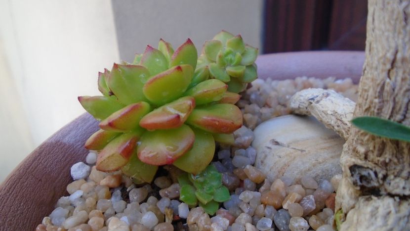 Sedeveria cv. Letizia - Suculente 2020