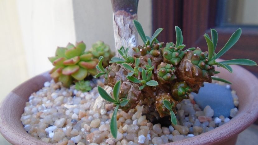 Euphorbia cv. Cocklebur (Euphorbia x japonica) - Suculente 2020