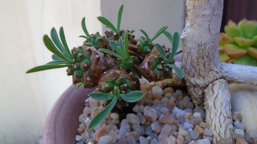 Euphorbia cv. Cocklebur (Euphorbia x japonica) - Suculente 2020