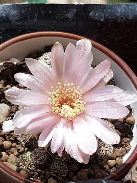  - Gymnocalycium