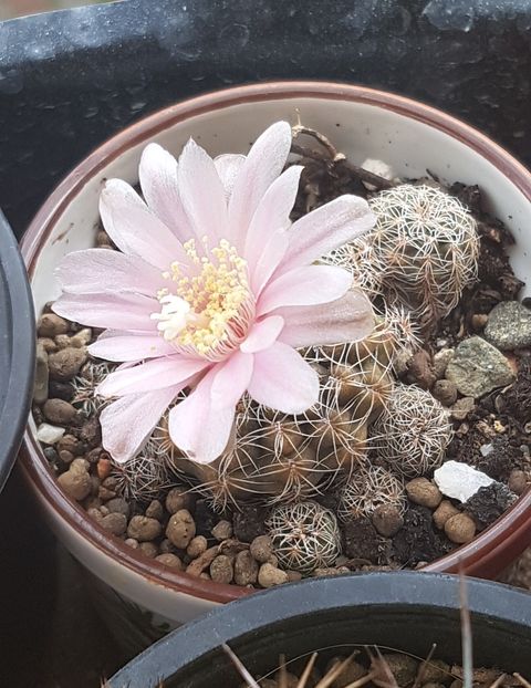  - Gymnocalycium