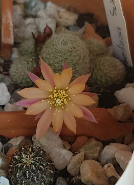 Rebutia heliosa - Rebutia