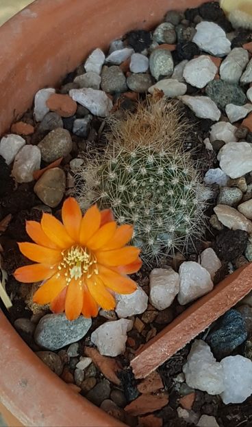 Rebutia flavistyla - Rebutia