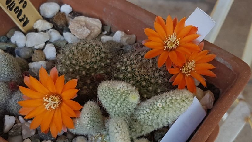 Rebutia flavistyla - Rebutia