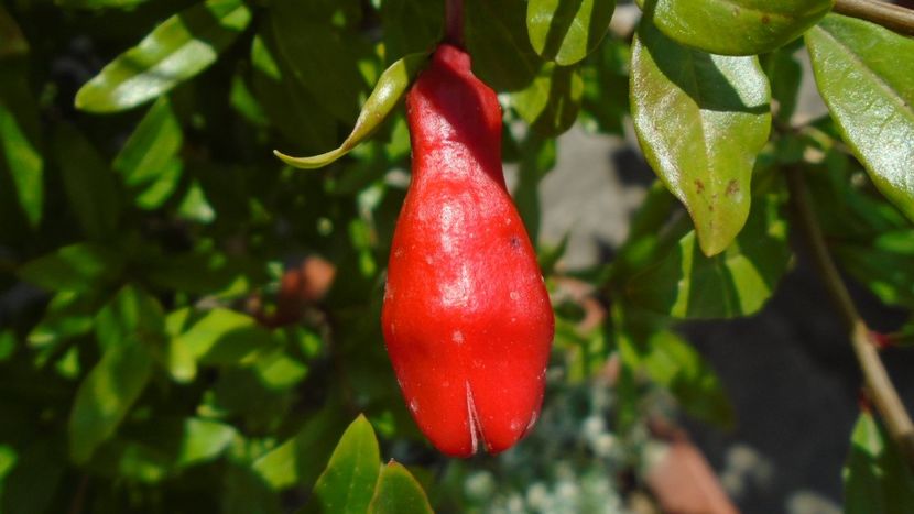 Rodiu, boboci dupa 14 ani - Primavara 2020