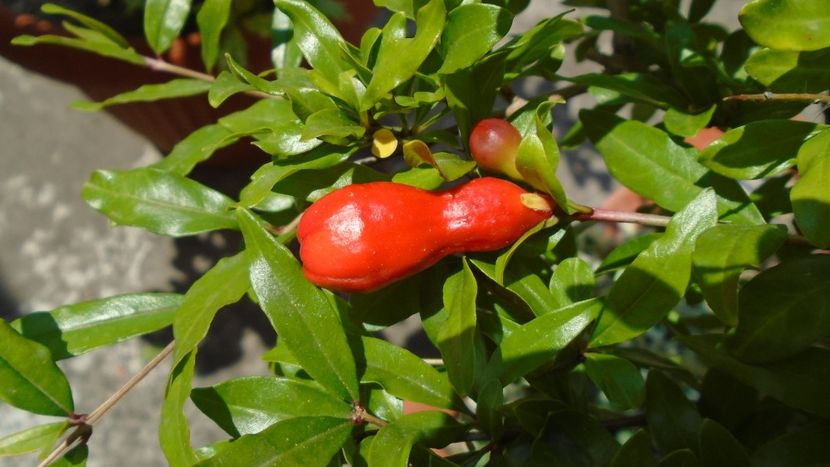 Rodiu, boboci dupa 14 ani - Primavara 2020