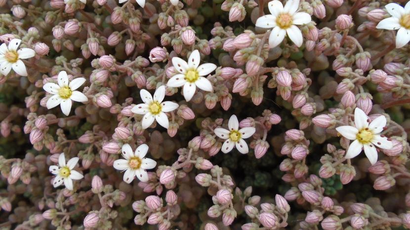 Suculente hardy - Primavara 2020