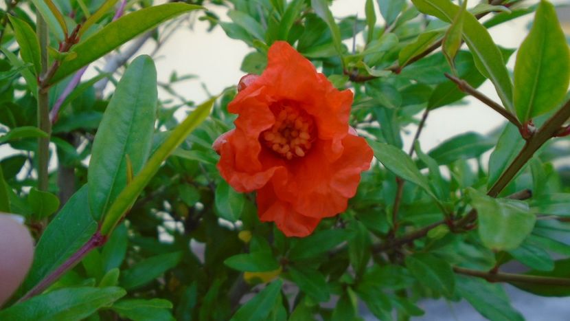 Rodiu, flori dupa 14 ani - Primavara 2020