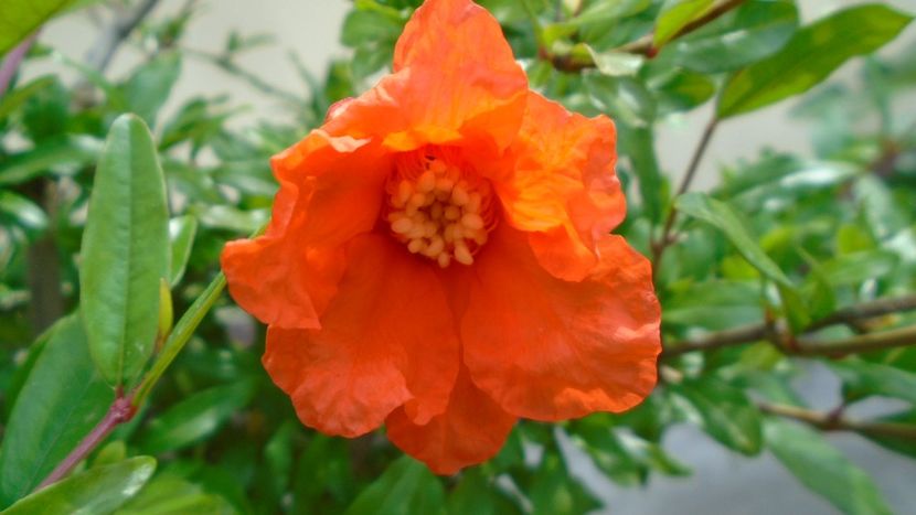 Rodiu, flori dupa 14 ani - Primavara 2020