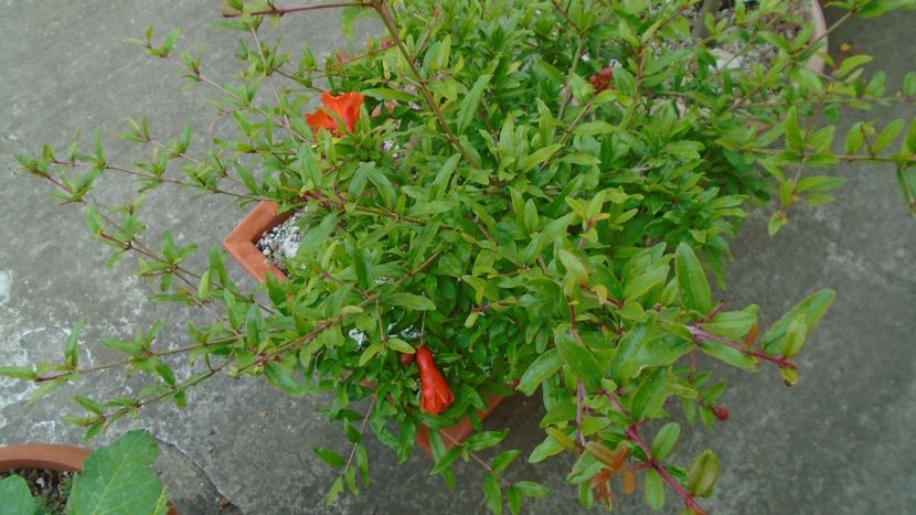 Rodiu, boboci dupa 14 ani - Primavara 2020