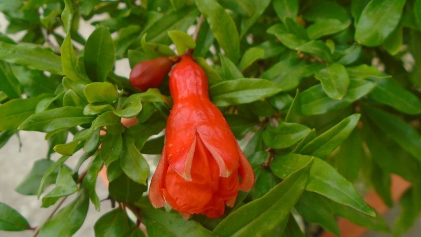 Rodiu, flori dupa 14 ani - Primavara 2020