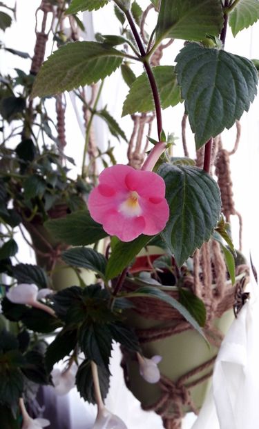  - BriDs Dornröschen