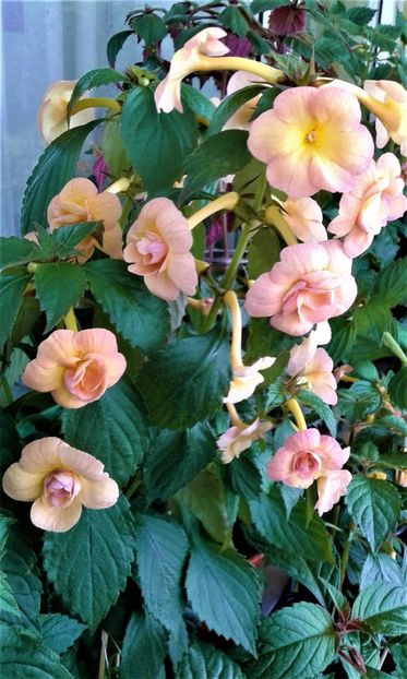  - 0000 ACHIMENES