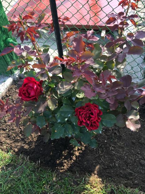 Don Juan - Iunie 2020 - Don Juan