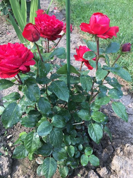 Tiamo - 13 Iunie - Tiamo