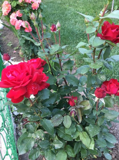 Stoterbeker - Stortebeker