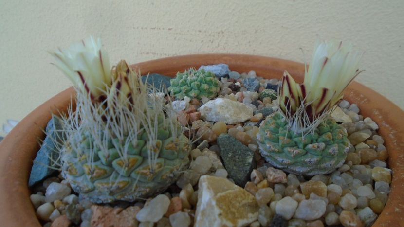 Strombocactus disciformis & Strombocactus disciformis ssp. jarmillae, Jalpan Mx. - Cactusi 2020 evolutie primavara