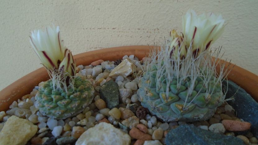 Strombocactus disciformis & Strombocactus disciformis ssp. jarmillae, Jalpan Mx. - Cactusi 2020 evolutie primavara