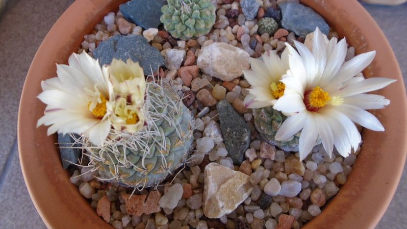 Strombocactus disciformis & Strombocactus disciformis ssp. jarmillae, Jalpan Mx. - Cactusi 2020 evolutie primavara