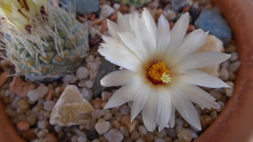 Strombocactus disciformis & Strombocactus disciformis ssp. jarmillae, Jalpan Mx. - Cactusi 2020 evolutie primavara