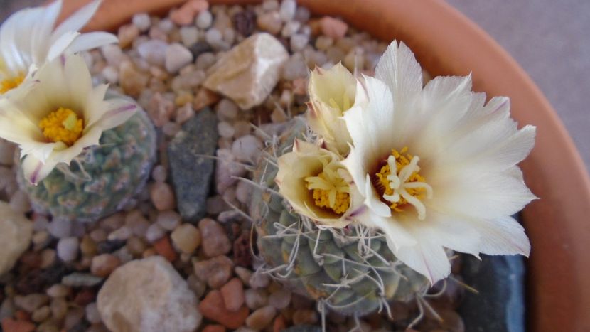 Strombocactus disciformis & Strombocactus disciformis ssp. jarmillae, Jalpan Mx. - Cactusi 2020 evolutie primavara