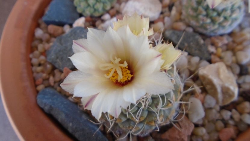 Strombocactus disciformis & Strombocactus disciformis ssp. jarmillae, Jalpan Mx. - Cactusi 2020 evolutie primavara