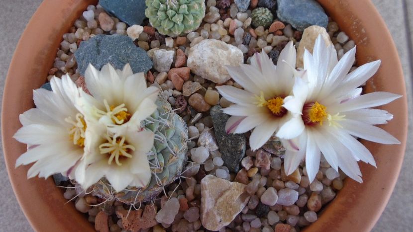 Strombocactus disciformis & Strombocactus disciformis ssp. jarmillae, Jalpan Mx. - Cactusi 2020 evolutie primavara