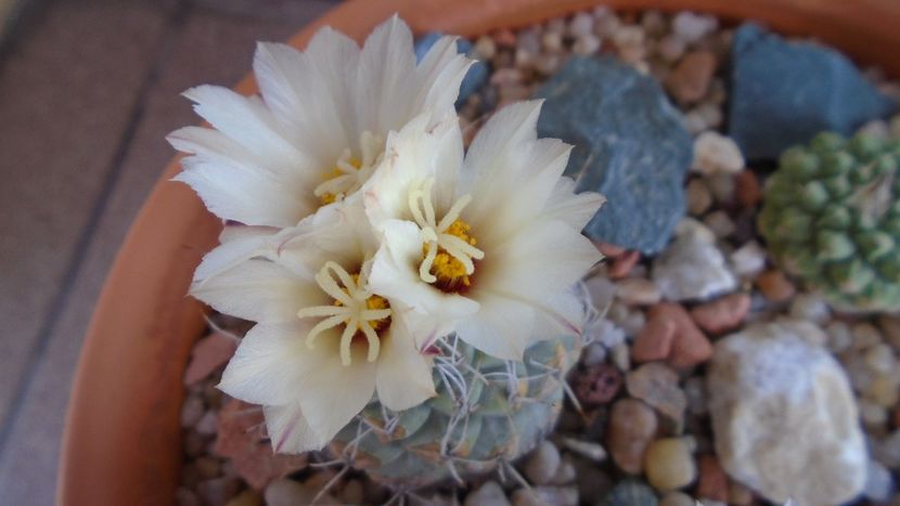 Strombocactus disciformis & Strombocactus disciformis ssp. jarmillae, Jalpan Mx. - Cactusi 2020 evolutie primavara