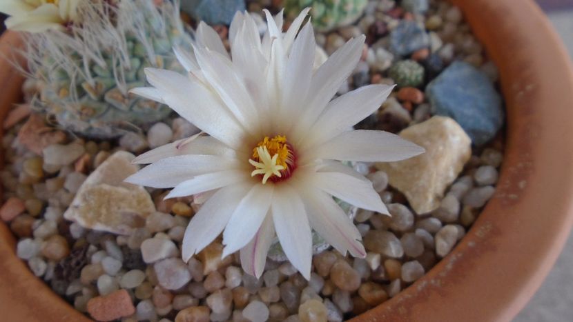 Strombocactus disciformis & Strombocactus disciformis ssp. jarmillae, Jalpan Mx. - Cactusi 2020 evolutie primavara