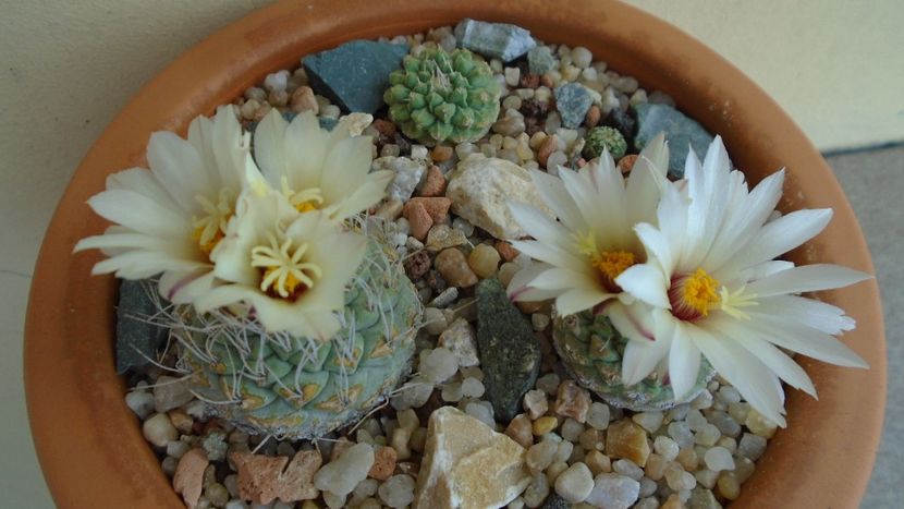 Strombocactus disciformis & Strombocactus disciformis ssp. jarmillae, Jalpan Mx. - Cactusi 2020 evolutie primavara