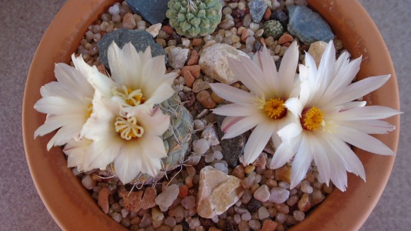 Strombocactus disciformis & Strombocactus disciformis ssp. jarmillae, Jalpan Mx. - Cactusi 2020 evolutie primavara