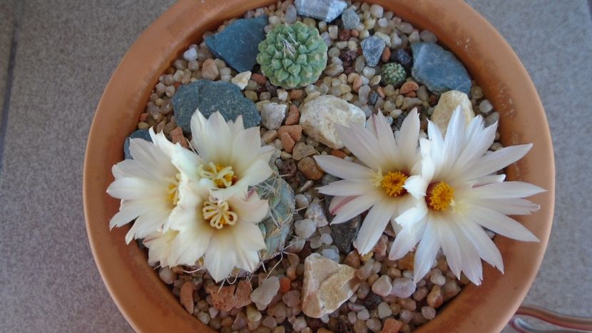 Strombocactus disciformis & Strombocactus disciformis ssp. jarmillae, Jalpan Mx. - Cactusi 2020 evolutie primavara