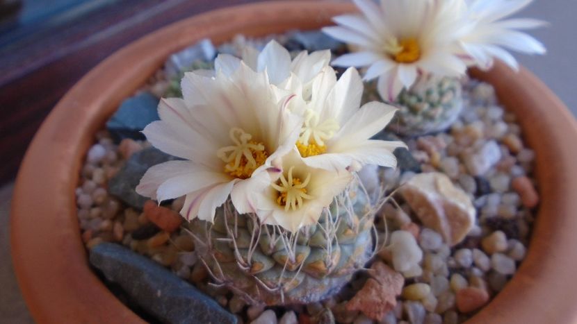 Strombocactus disciformis & Strombocactus disciformis ssp. jarmillae, Jalpan Mx. - Cactusi 2020 evolutie primavara