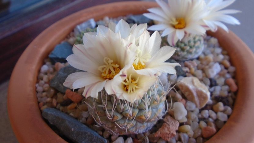 Strombocactus disciformis & Strombocactus disciformis ssp. jarmillae, Jalpan Mx. - Cactusi 2020 evolutie primavara