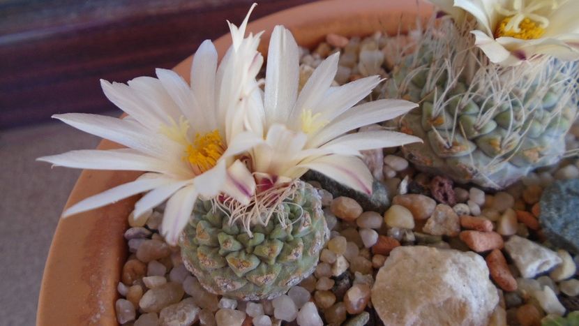 Strombocactus disciformis & Strombocactus disciformis ssp. jarmillae, Jalpan Mx. - Cactusi 2020 evolutie primavara