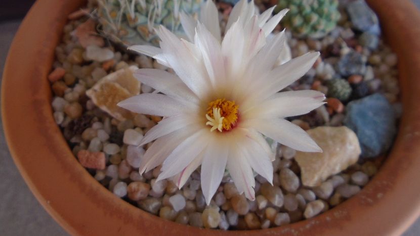 Strombocactus disciformis & Strombocactus disciformis ssp. jarmillae, Jalpan Mx. - Cactusi 2020 evolutie primavara