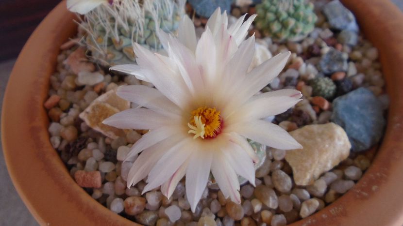 Strombocactus disciformis & Strombocactus disciformis ssp. jarmillae, Jalpan Mx. - Cactusi 2020 evolutie primavara